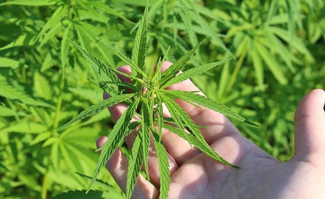 The Uses Of Male Hemp In Your Life