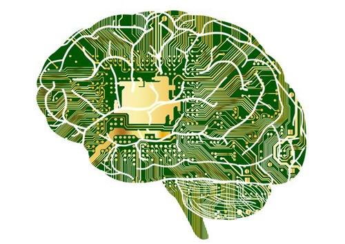 Illustration of the human brain in green