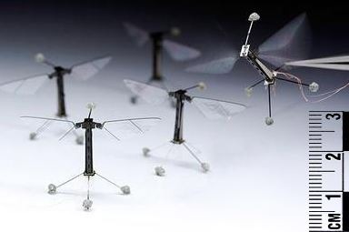 Several RoboBees sit on the ground, while another is held in tweezers with the wings activated.